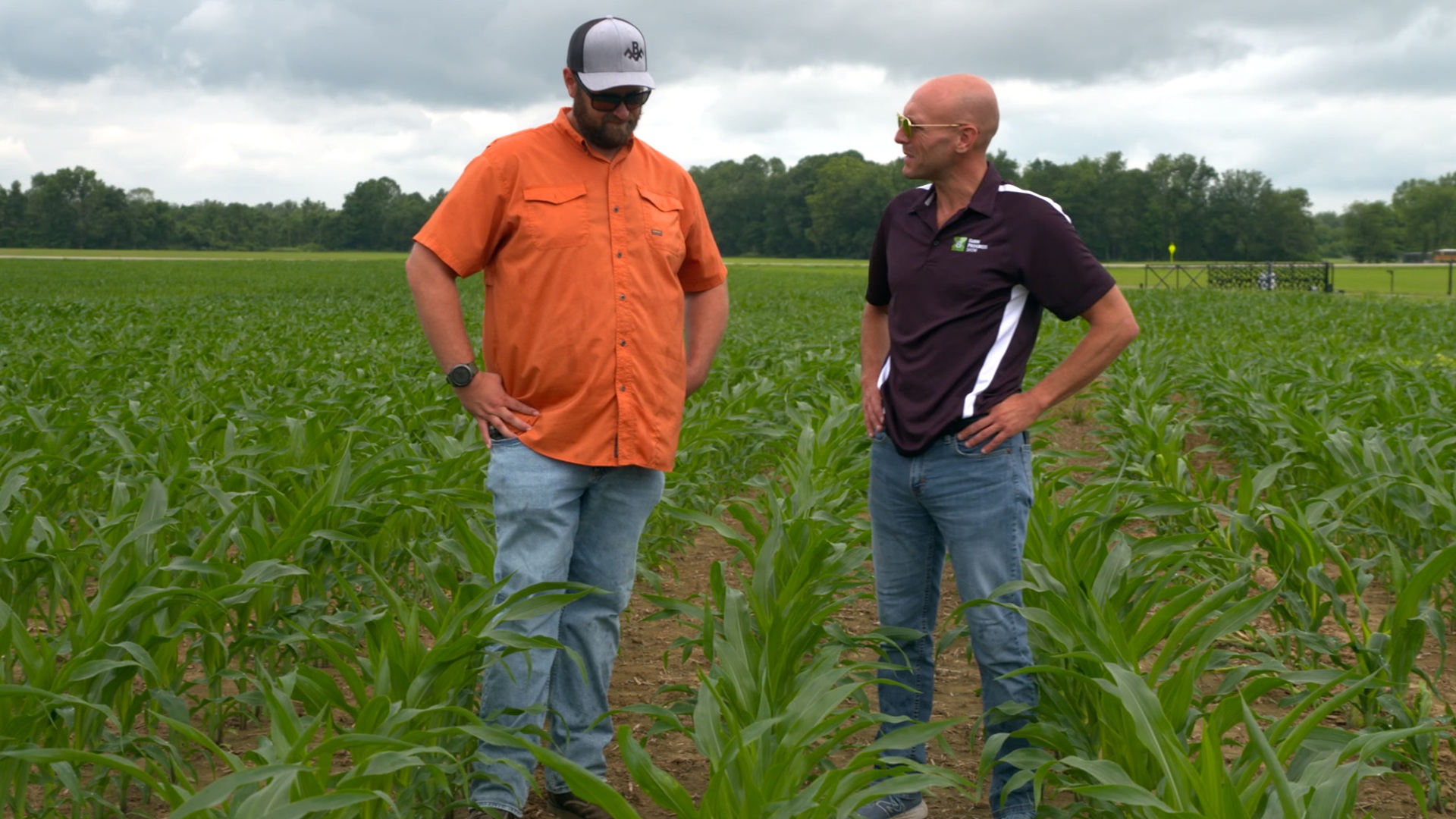 Fungicides: The Edge You Need in the Field