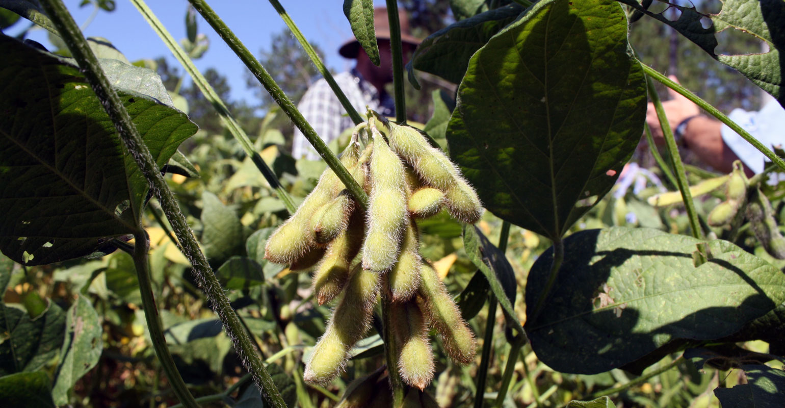 Georgia-soybeans-haire-3-a.jpg