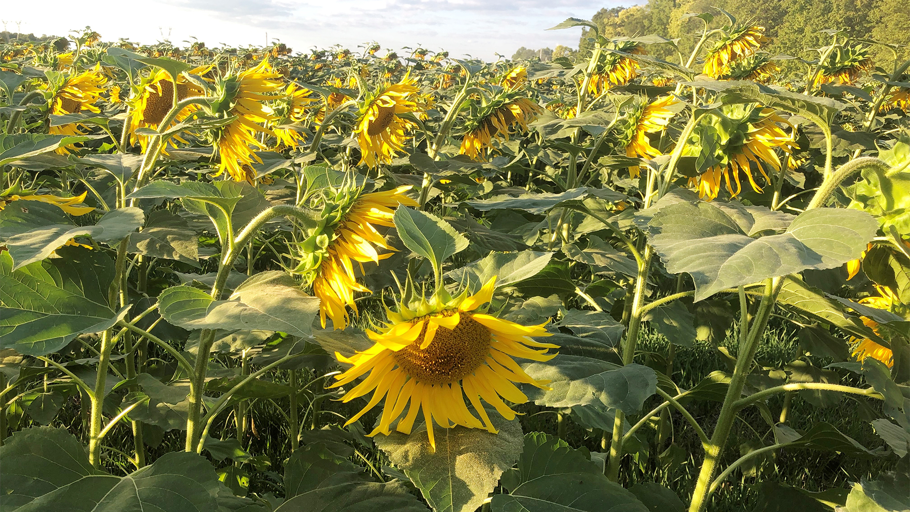 A field of sunflowers