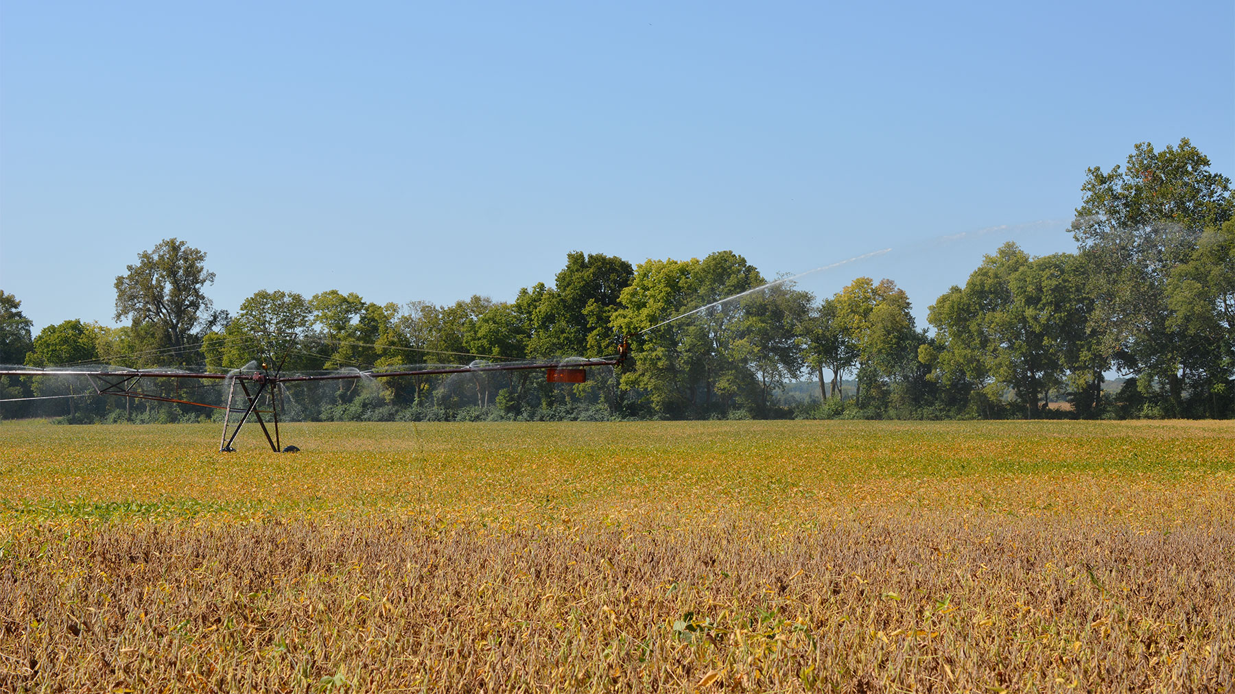 Center-pivot irrigation system running in yellowing soybean field