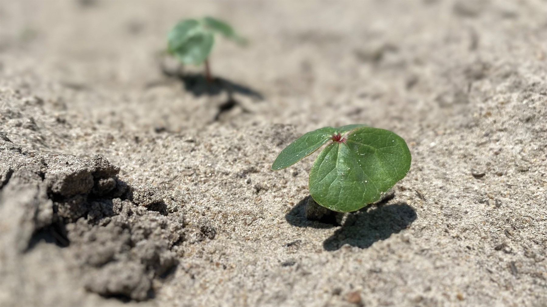 cotton seedling