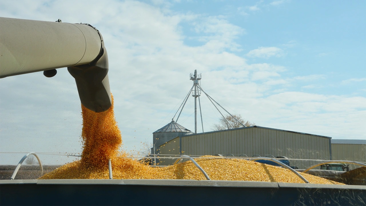 corn coming out of combine into truck