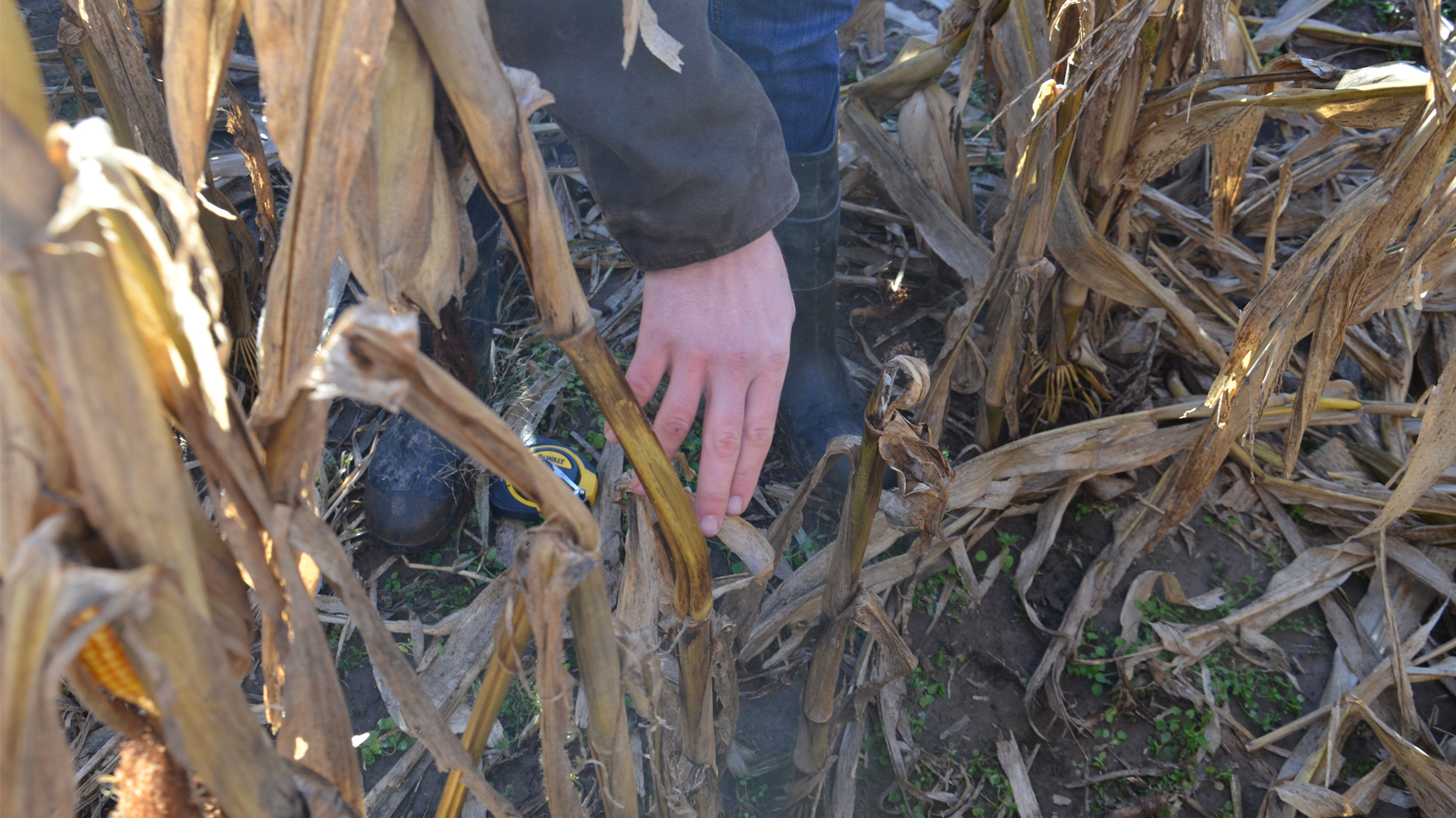 Blackish discoloration on the outside of cornstalks indicative of stalk rot