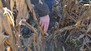 Blackish discoloration on the outside of cornstalks indicative of stalk rot Blackish discoloration on the outside of cornstalks indicative of stalk rot