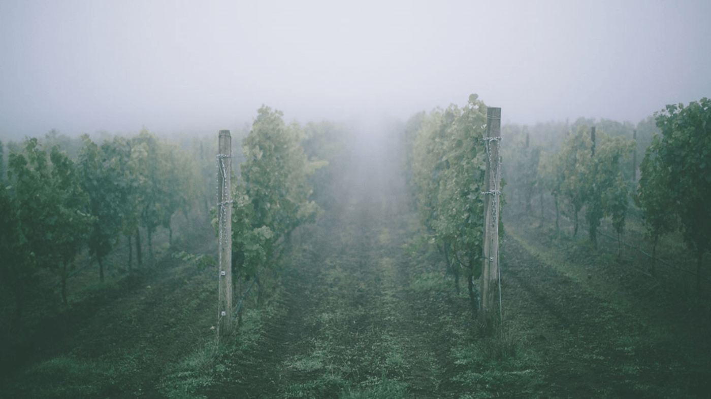Smoke in vineyard Smoke in vineyard