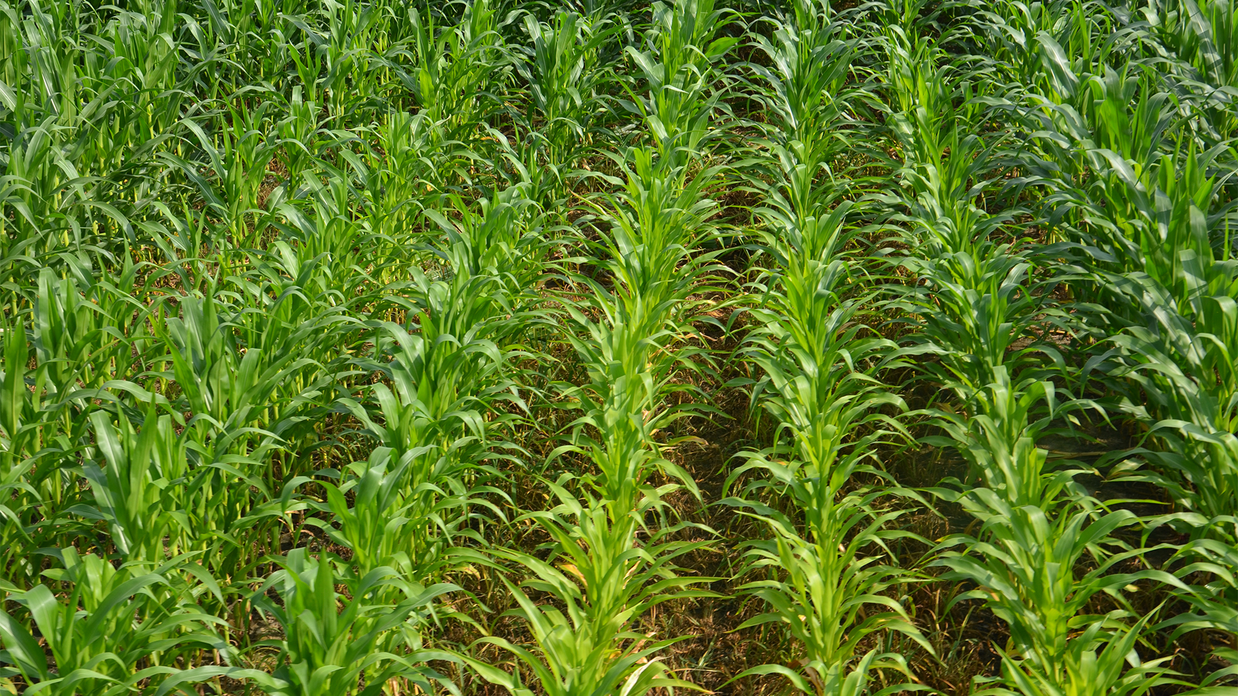 Young corn plants in a field
