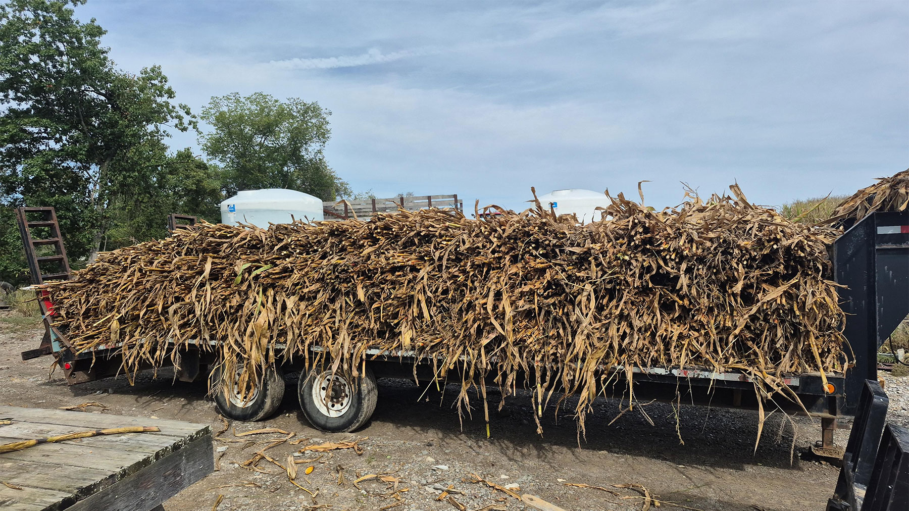 Cornstalks on a trailer