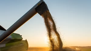 Soybeans are loaded into a grain truck. Soybeans are loaded into a grain truck.