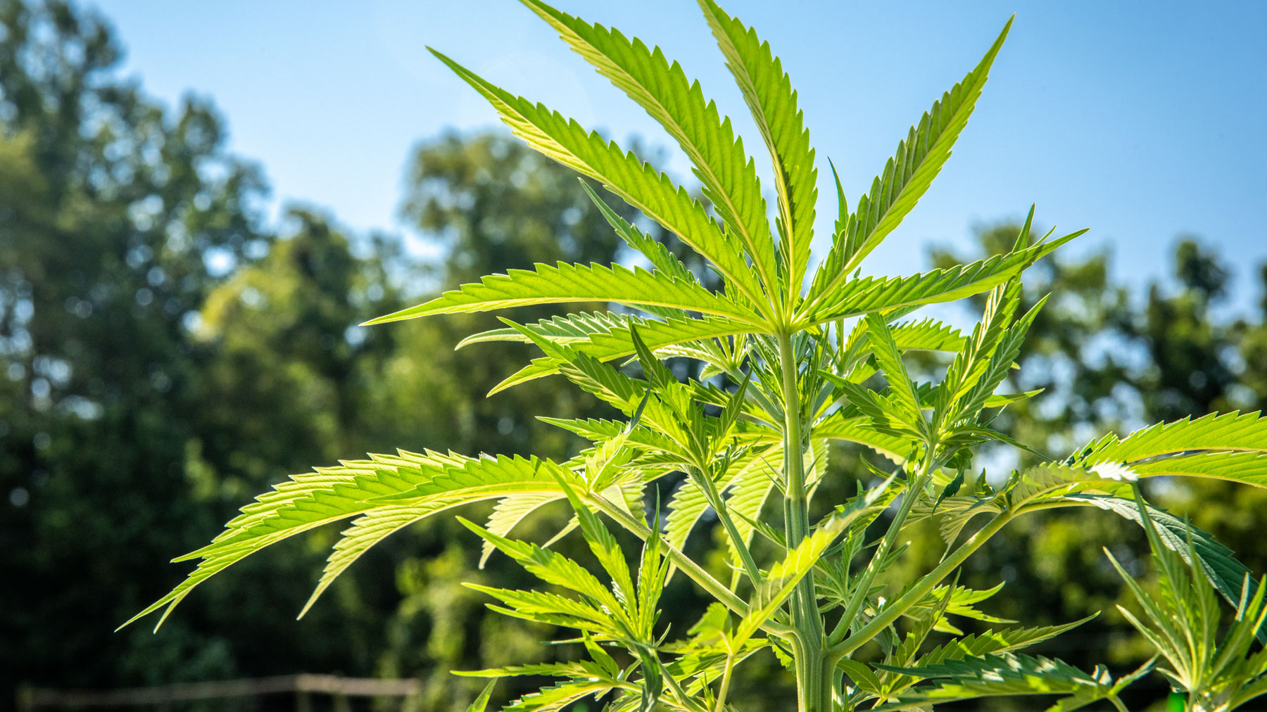 Close-up of industrial hemp in field