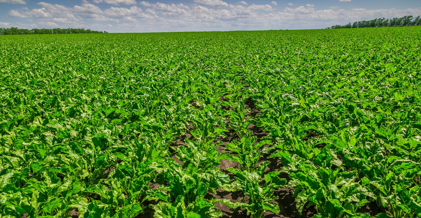 Sugarbeet field Sugarbeet field