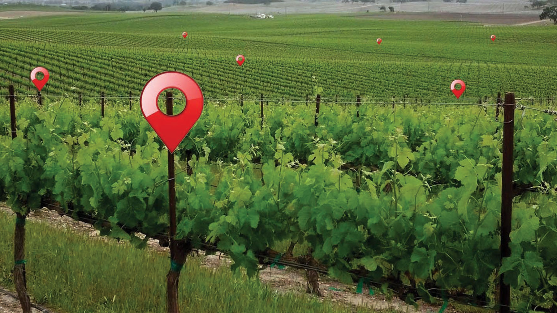 North Coast vineyard