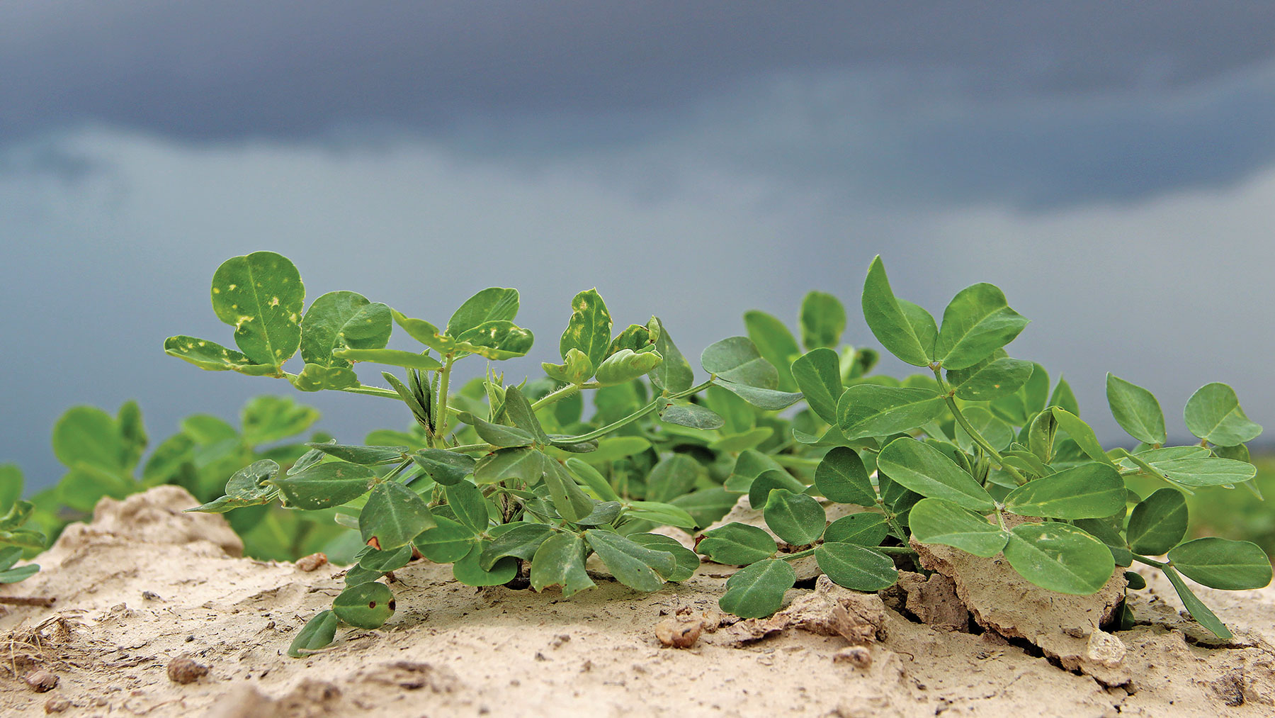 Close up of a peanut plant in a peanut field.