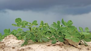 Close up of a peanut plant in a peanut field. Close up of a peanut plant in a peanut field.