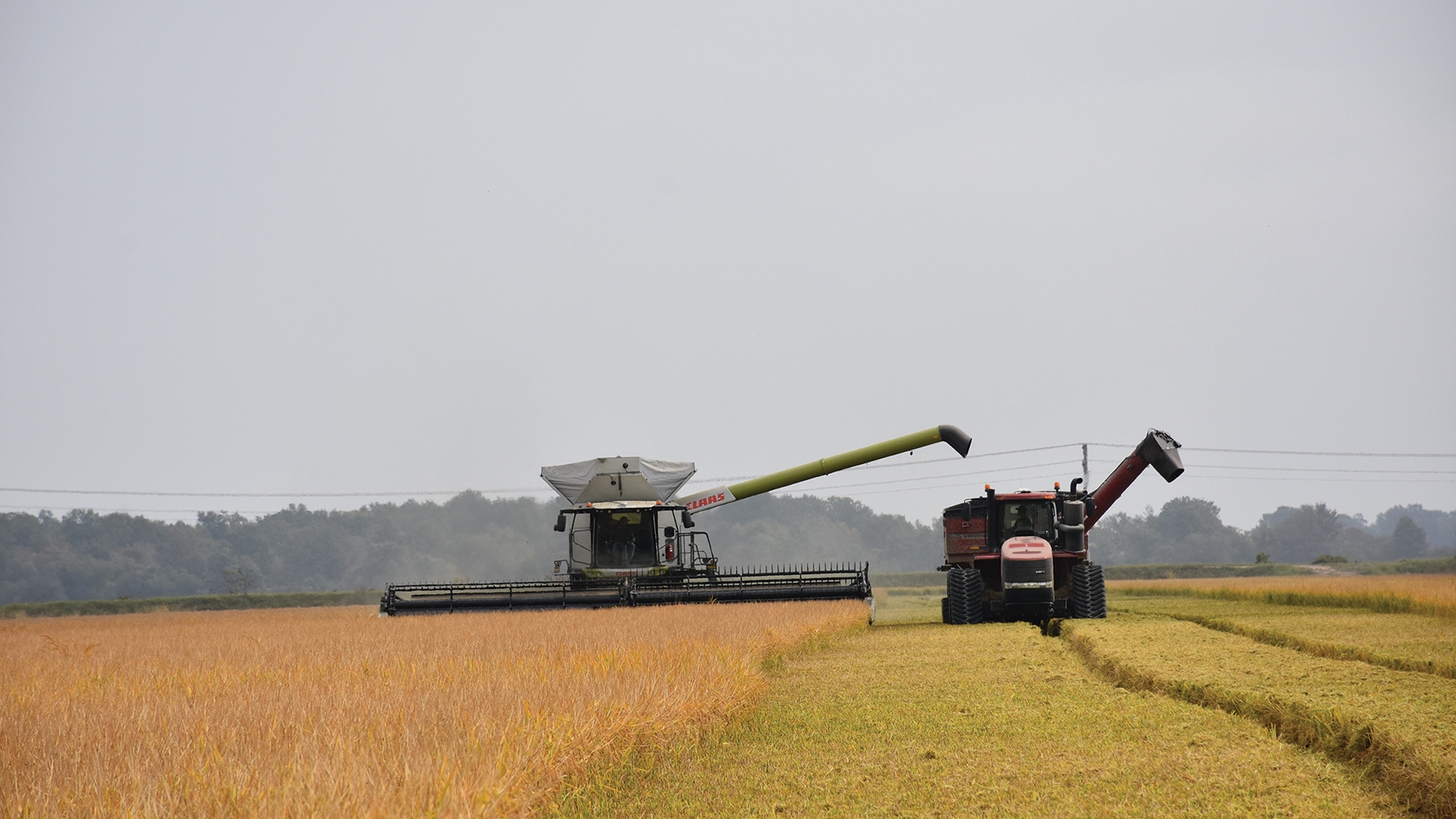 Rice Harvest