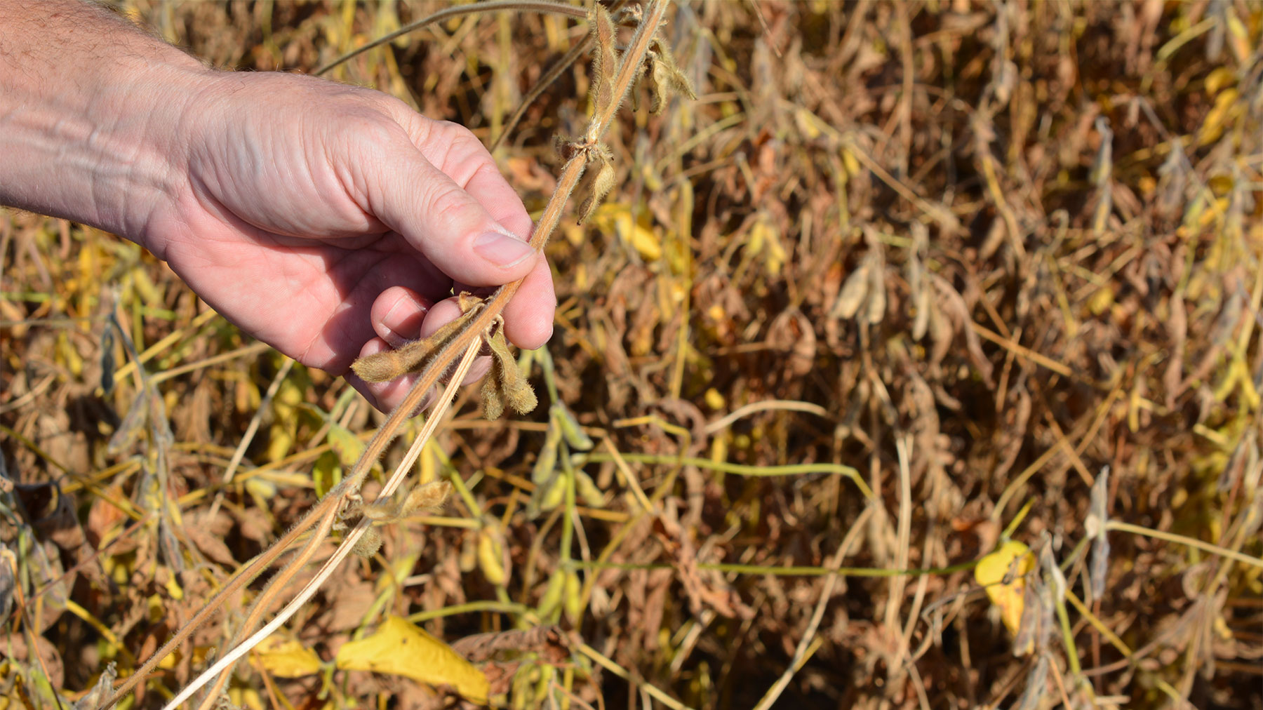 Close-up of dry soybean plant with small and missing pods