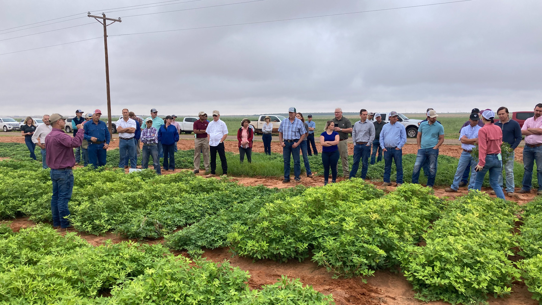 organic peanuts plots tour