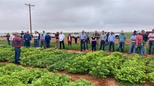 organic peanuts plots tour organic peanuts plots tour