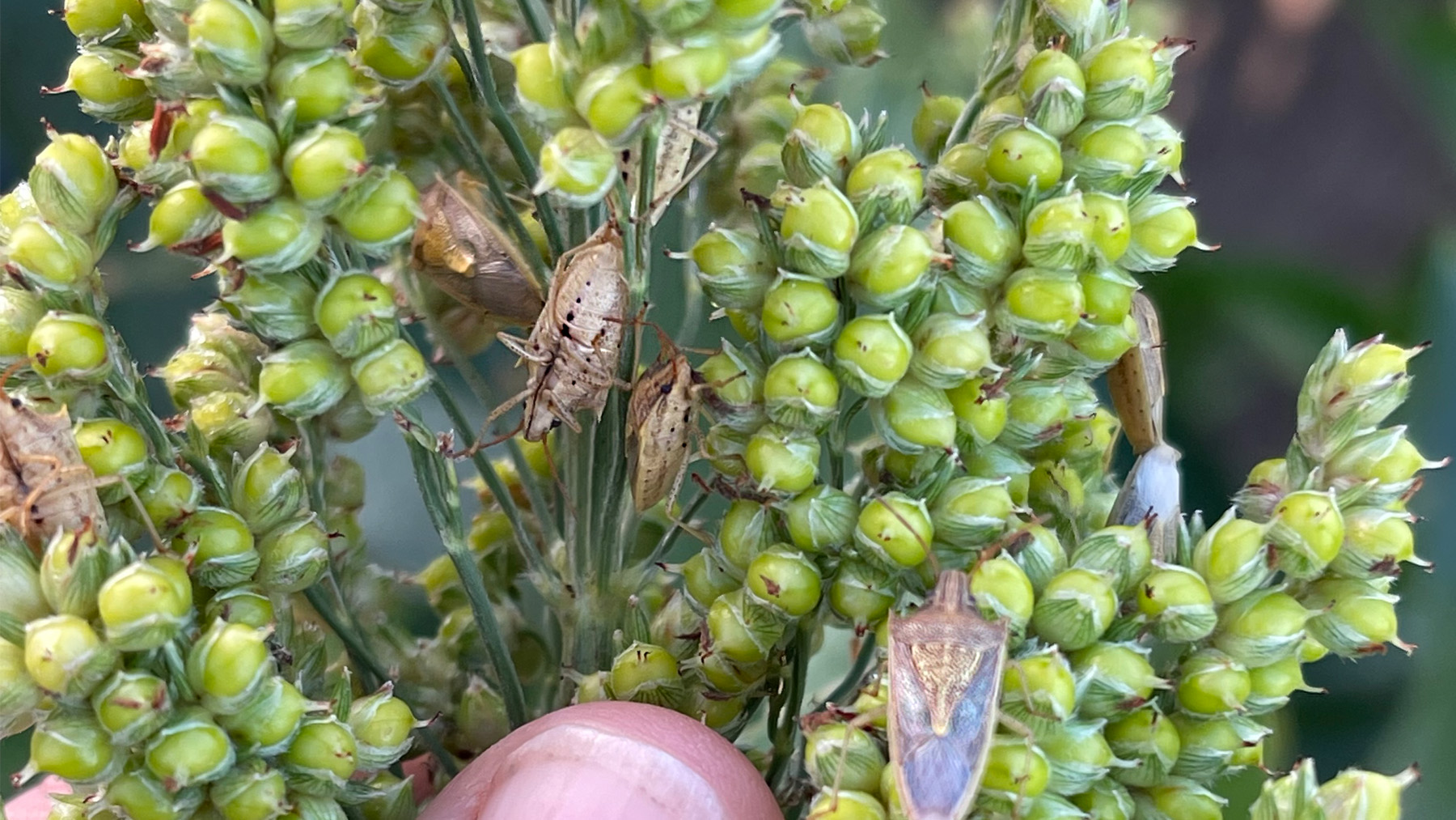 rice stink bug sorghum