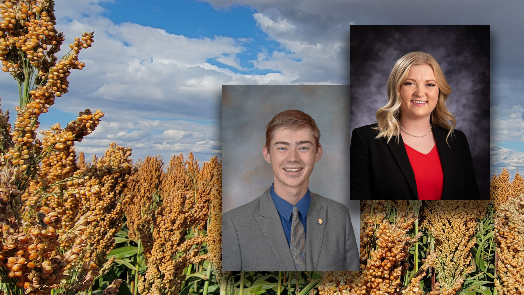 sorghum-