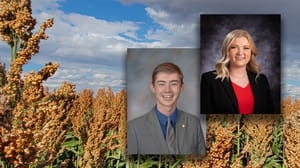 sorghum- sorghum-