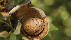 Almond hull split Almond hull split
