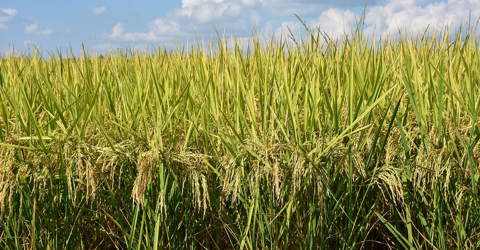 dfp-brentmurphree-rice_4337copy.jpg