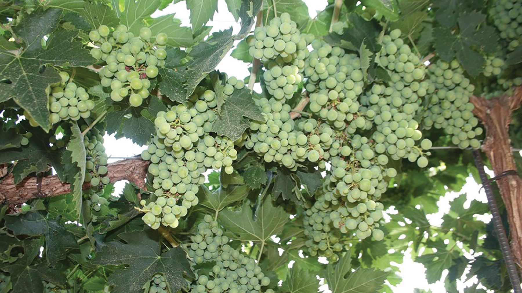 Wine grapes
