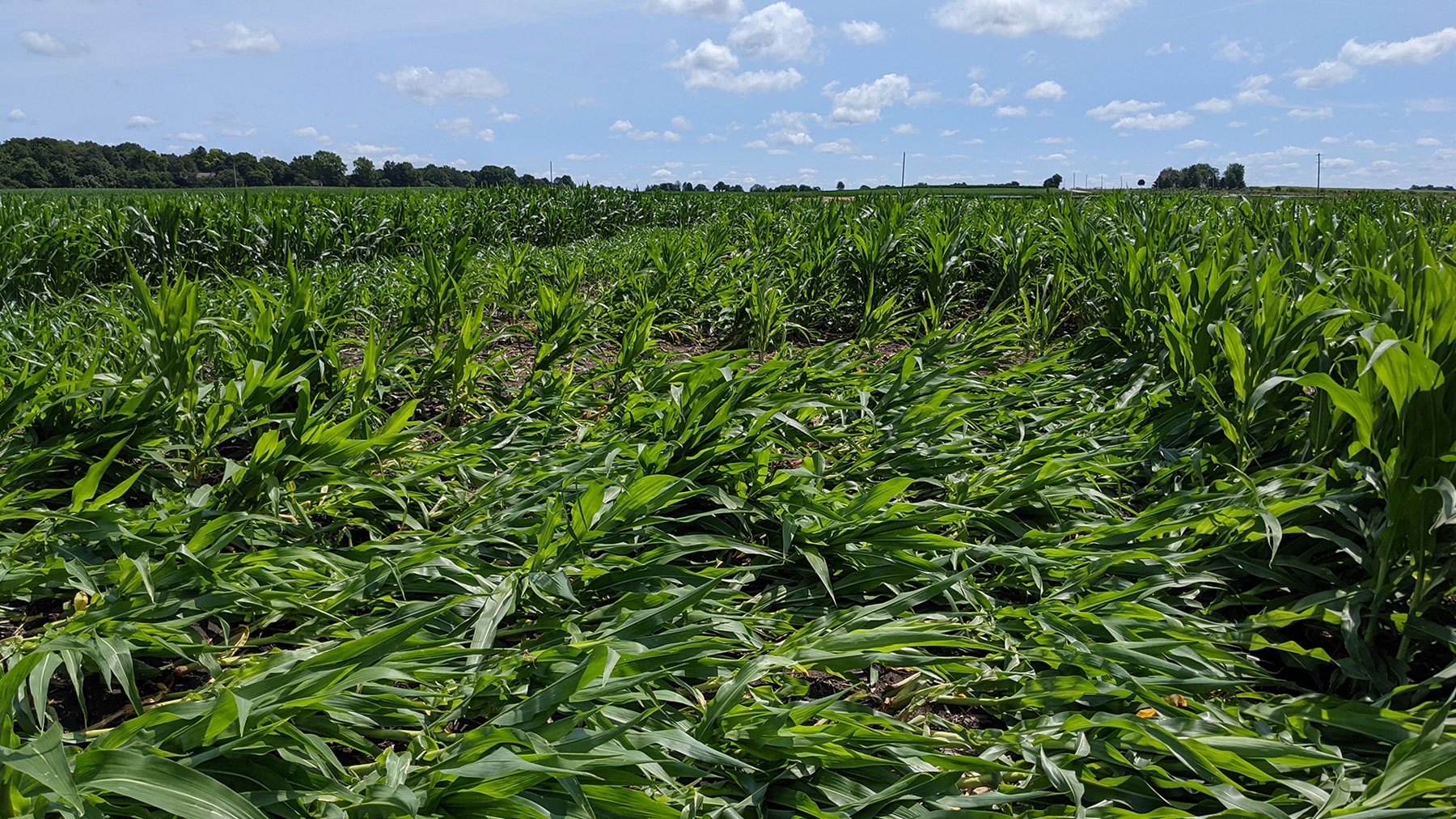 extensive stalk lodging in a cornfield