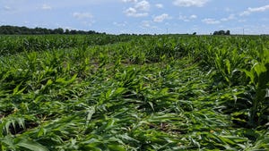 extensive stalk lodging in a cornfield extensive stalk lodging in a cornfield
