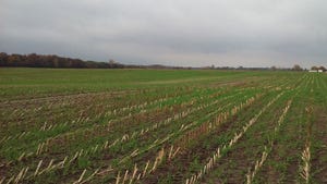 field of ryelage and triticale field of ryelage and triticale