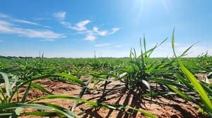 winter wheat winter wheat