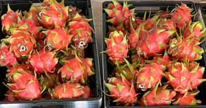 WFP-UC-dragon-fruit.jpg WFP-UC-dragon-fruit.jpg