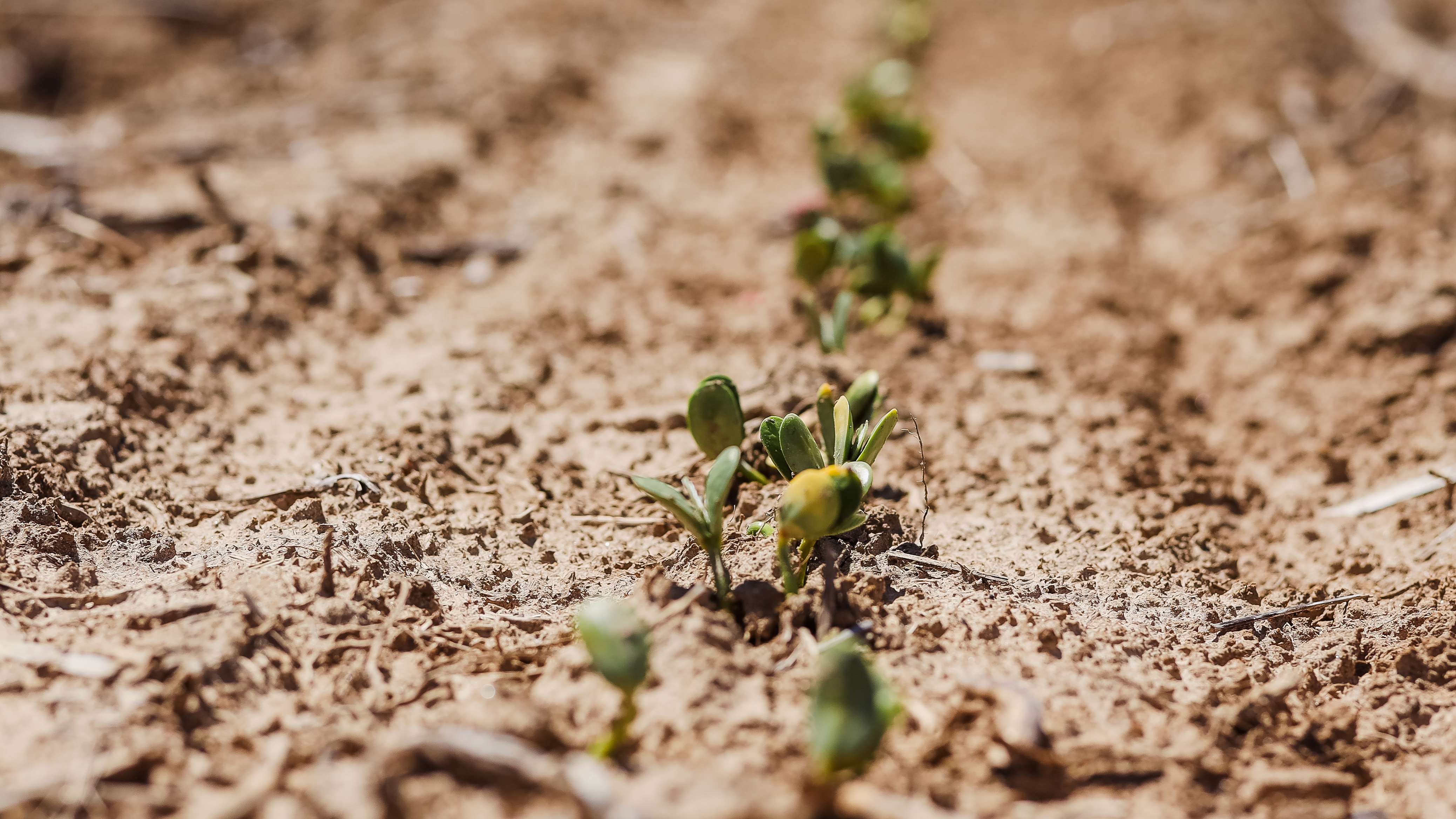 soybeans
