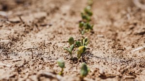 soybeans soybeans