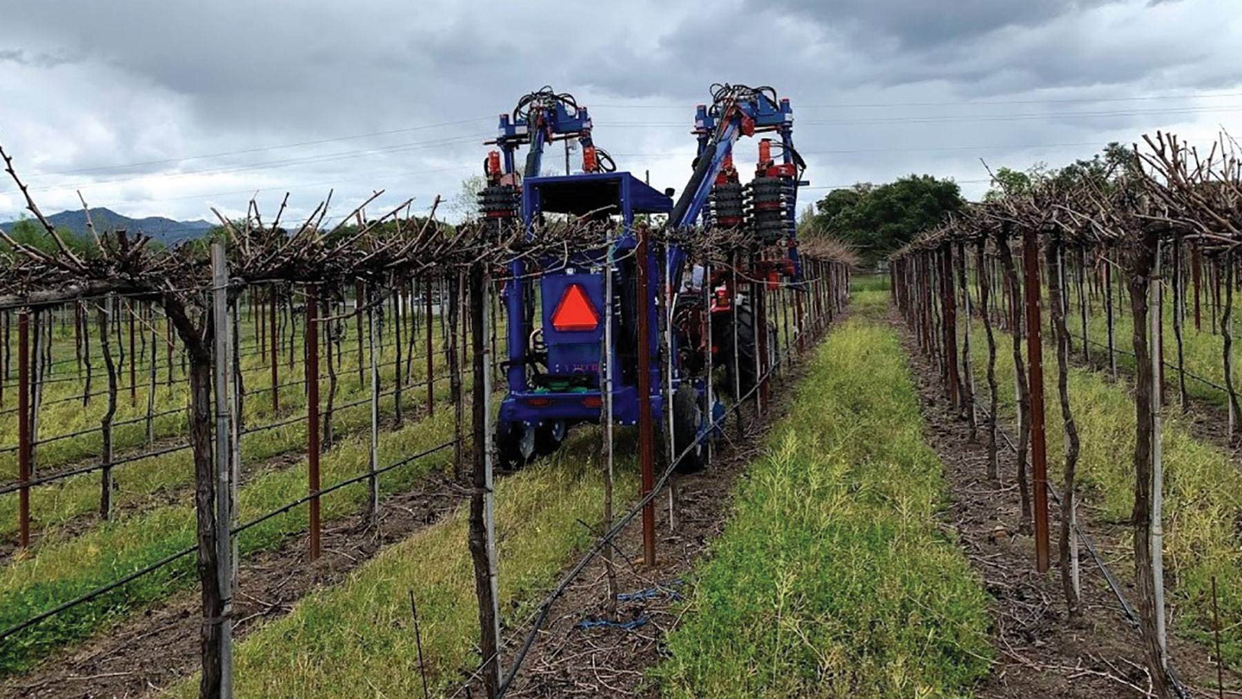 Northern California vineyard