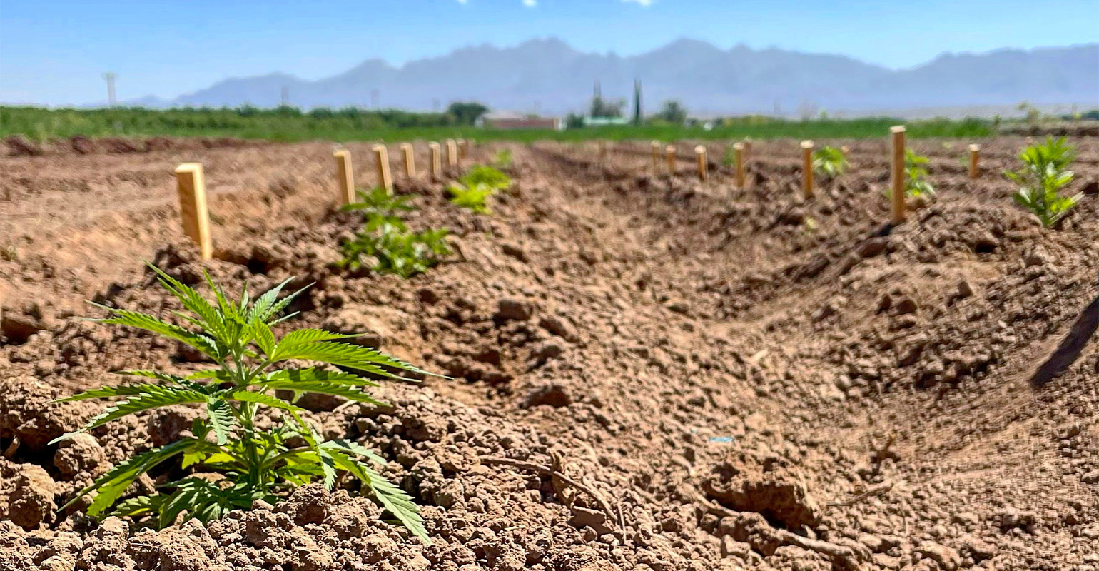 hanah-rheay-nmsu-hemp_plants.jpg
