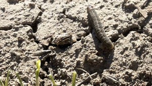 Close up of black cutworm crawling in field of early planted rice. Close up of black cutworm crawling in field of early planted rice.