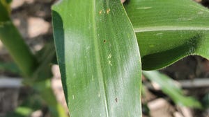 A green corn leaf with black spots, signaling presence of tar spot A green corn leaf with black spots, signaling presence of tar spot