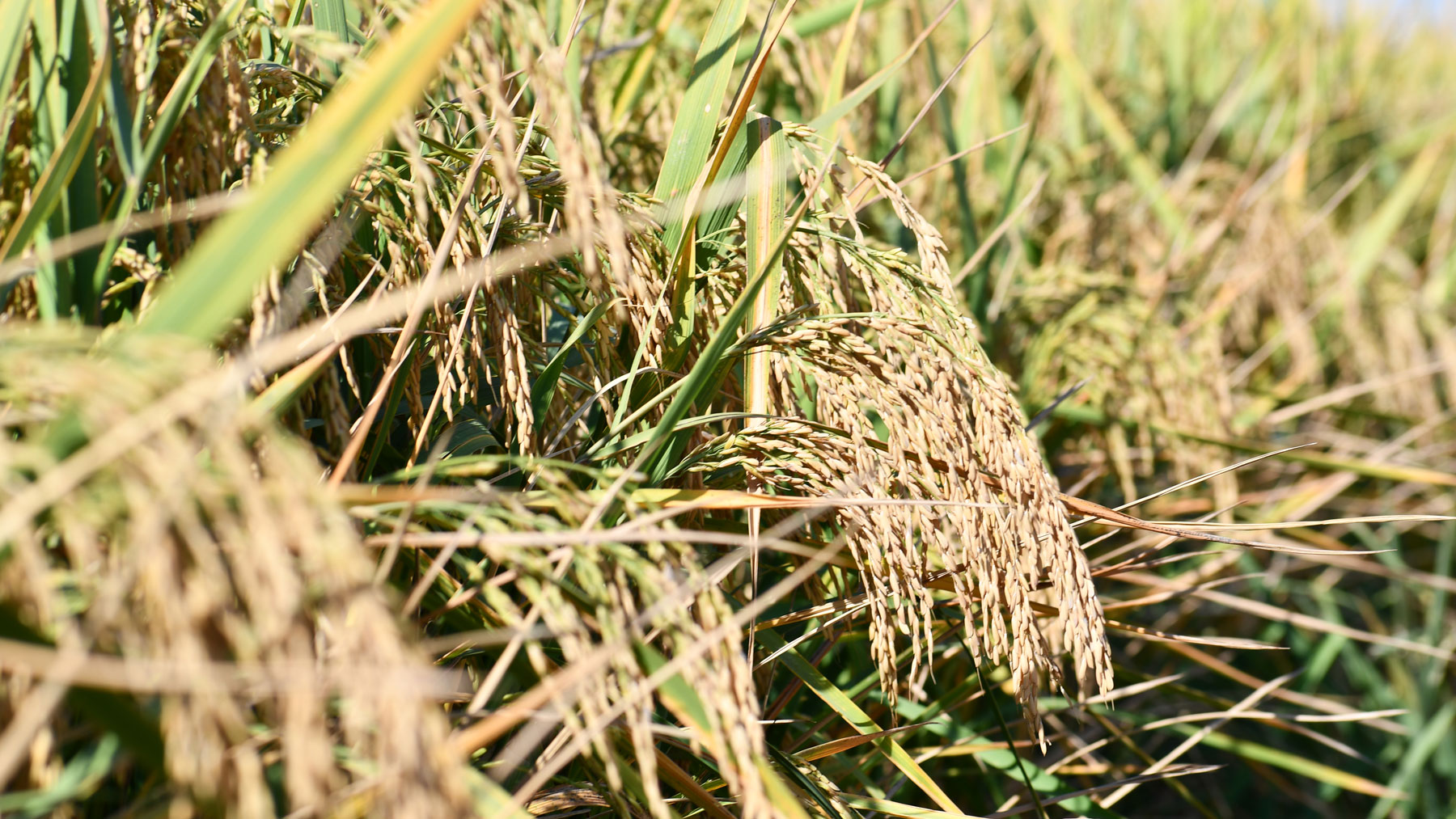 Rice grows in a field