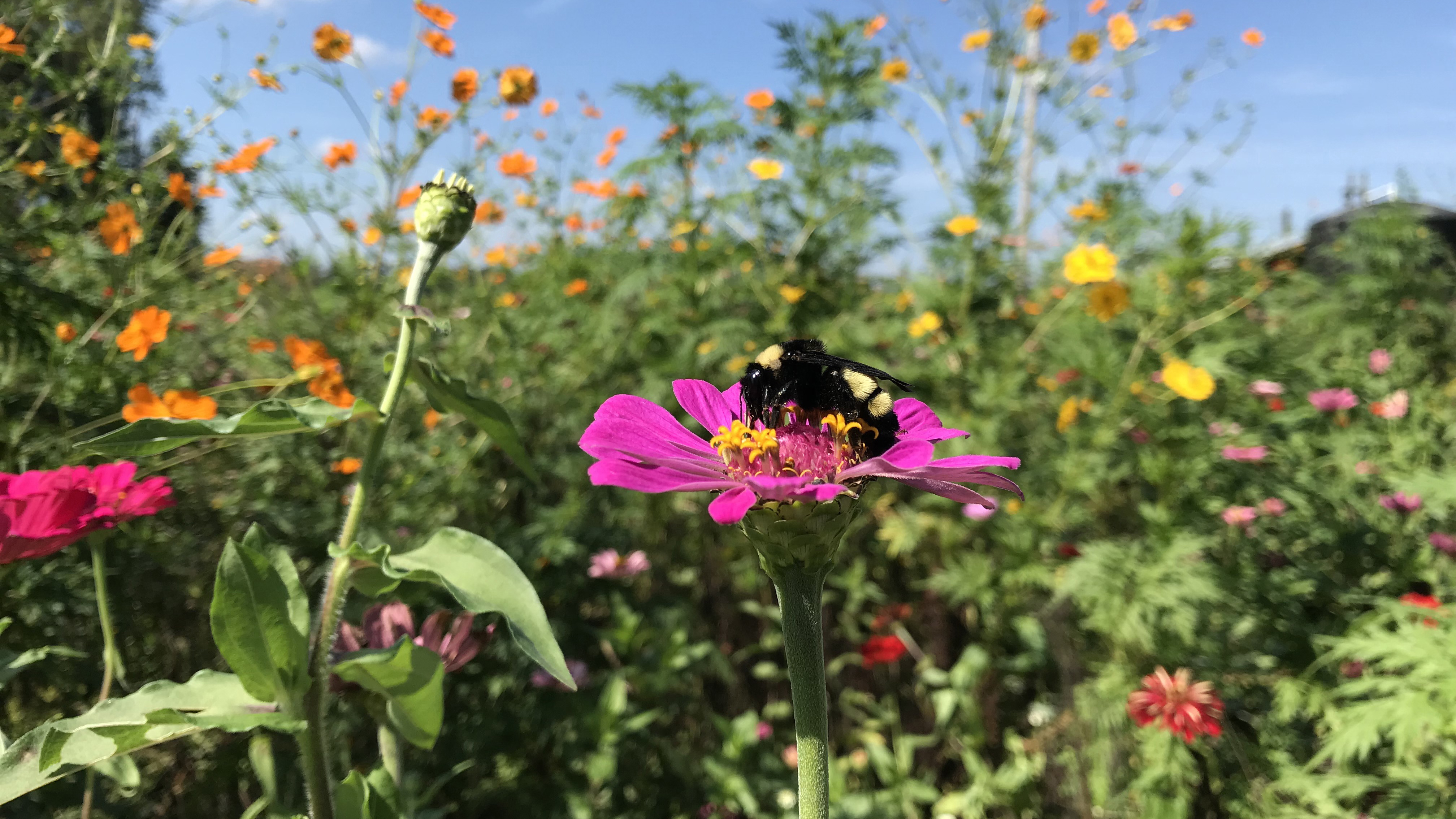 Pollinators NC State University