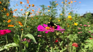 Pollinators NC State University Pollinators NC State University