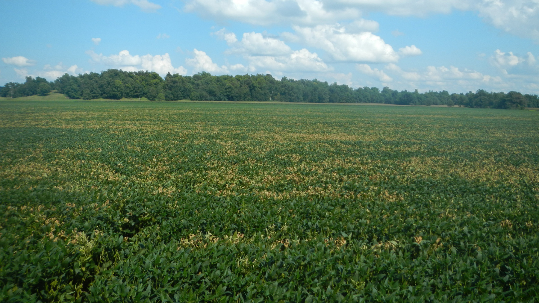 A soybean field with patches of yellow 