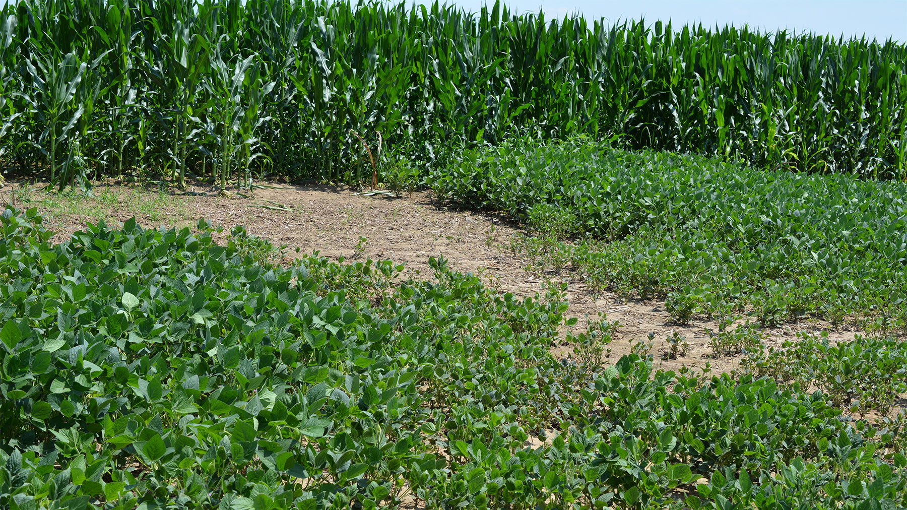 Soybean field with bare spot
