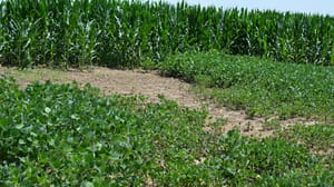 Soybean field with bare spot Soybean field with bare spot