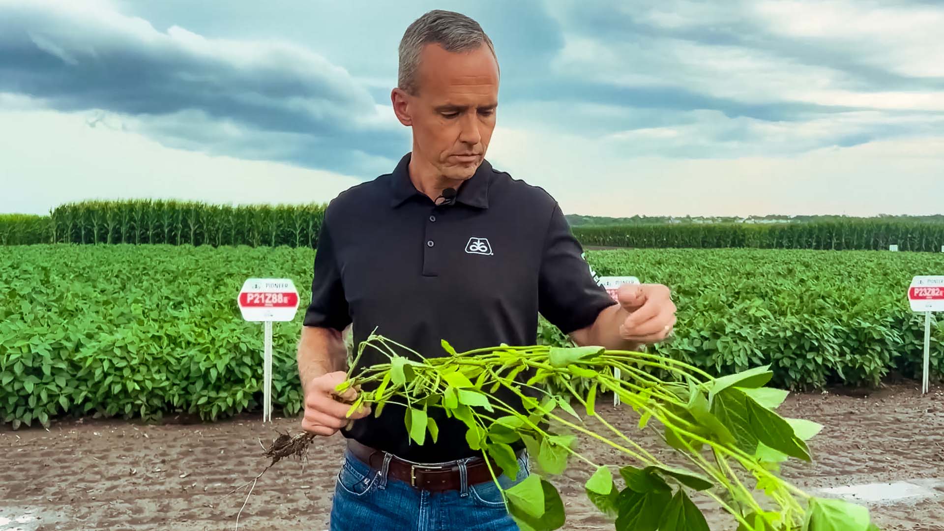 Introducing Pioneer® brand Z-Series soybeans.