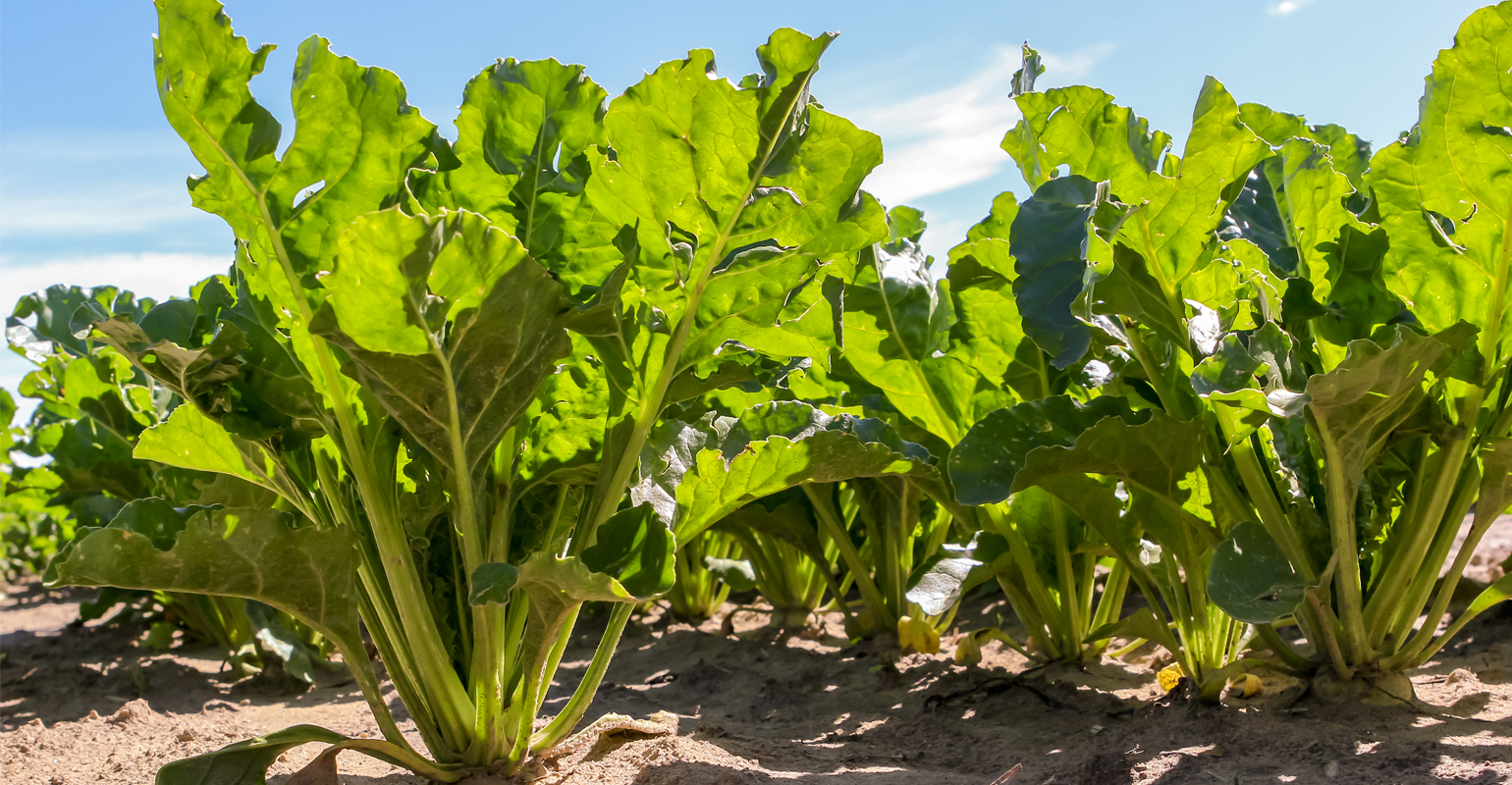 Field of sugar beets