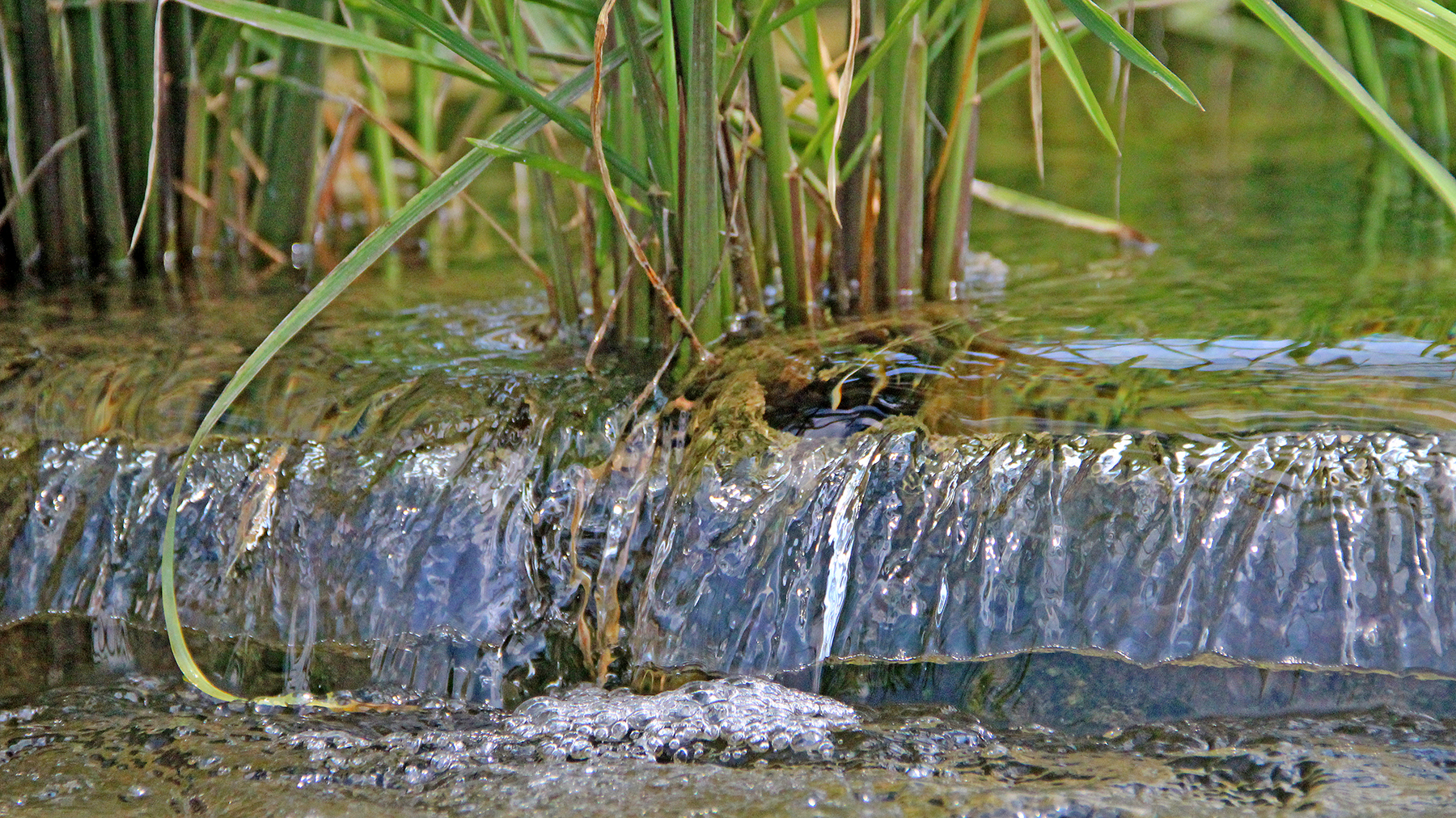 Rice Water