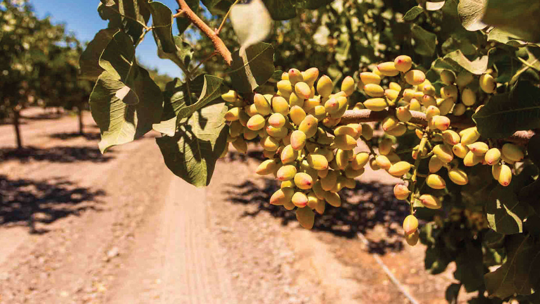 pistachios on a branch