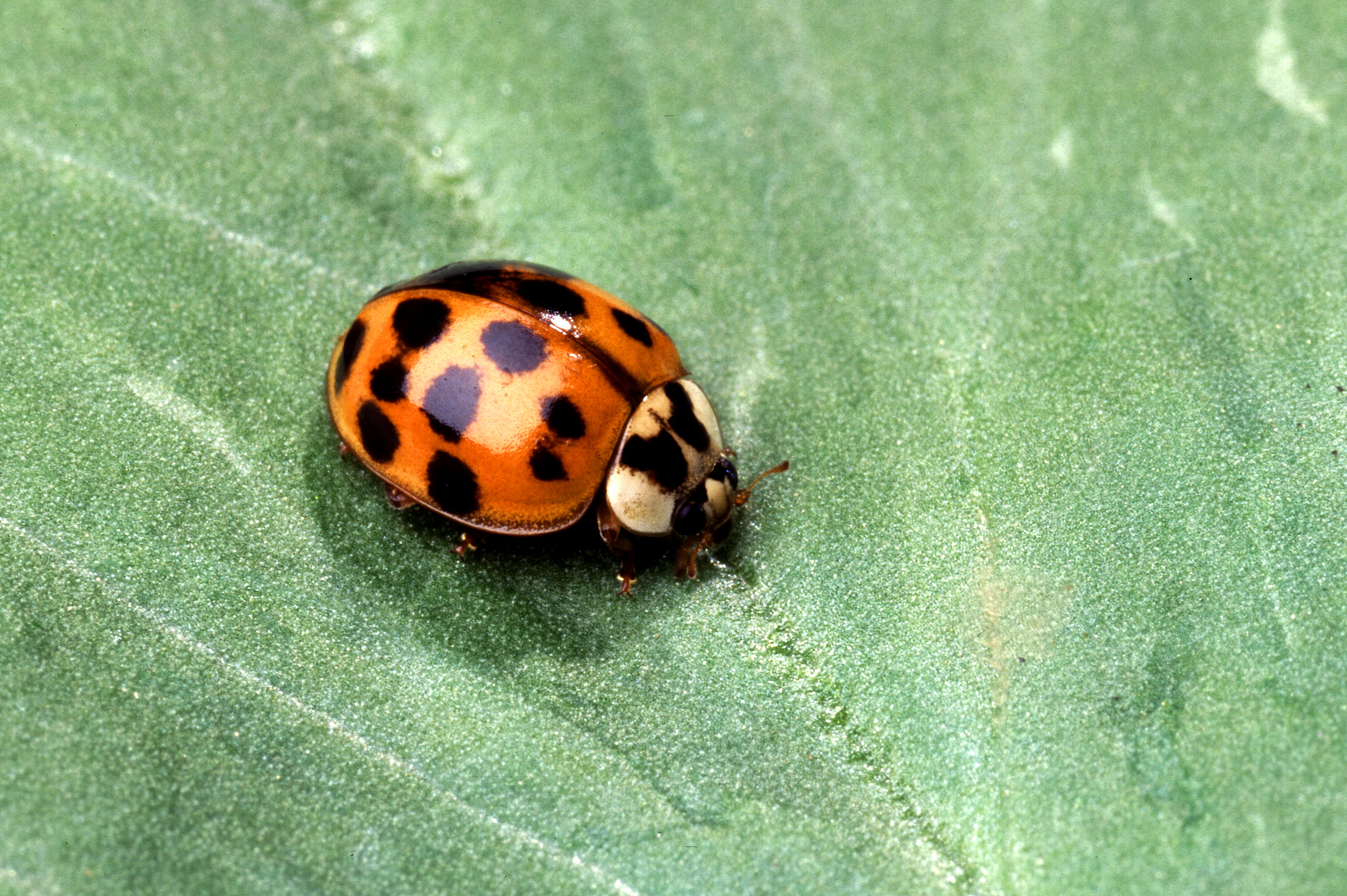 Harmonia axyridis