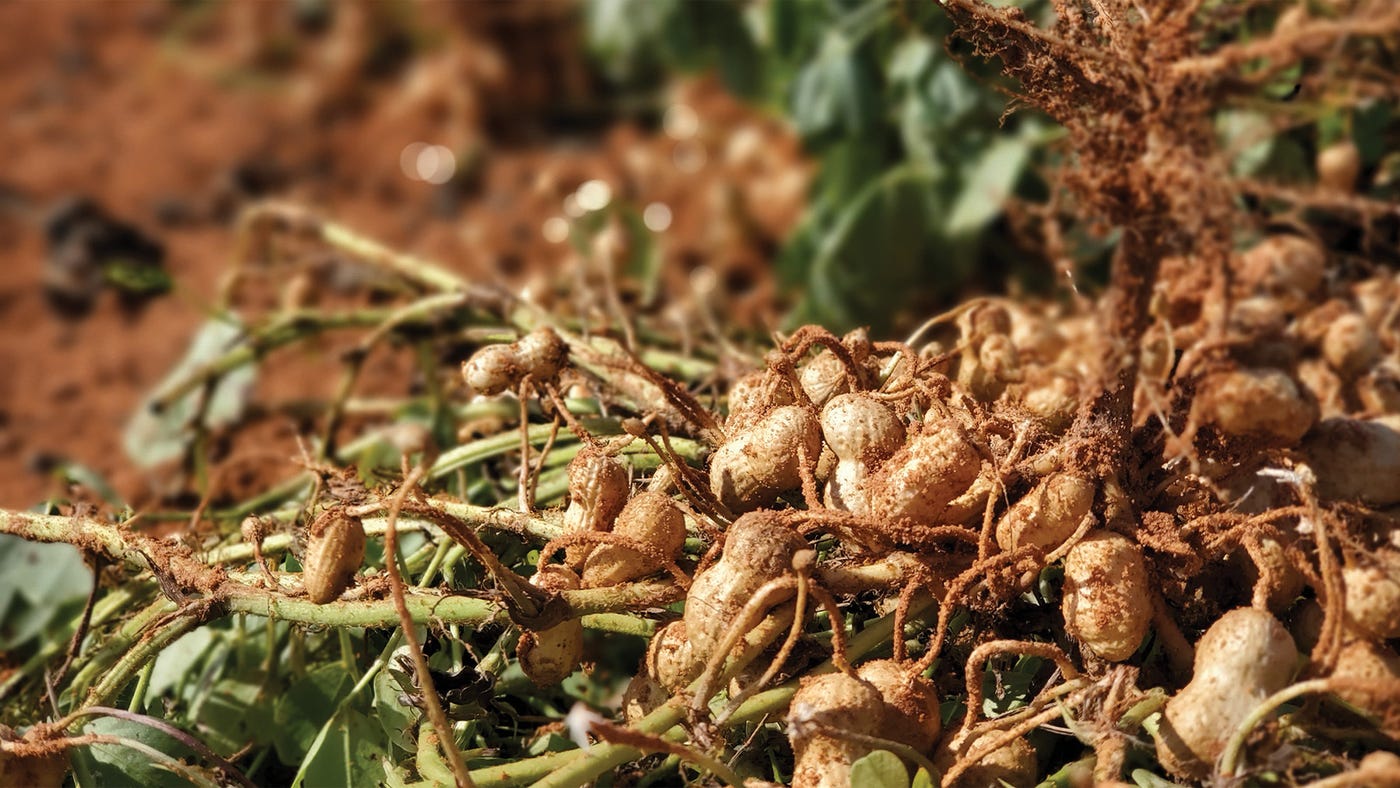 freshly dug peanuts freshly dug peanuts